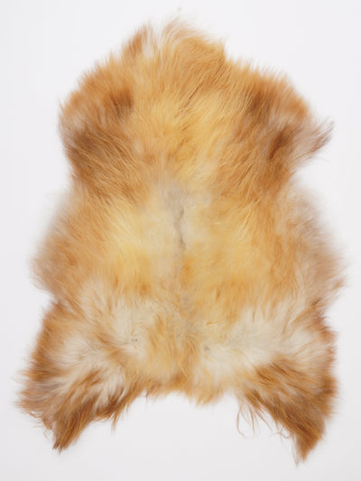 Islannin lampaantalja L