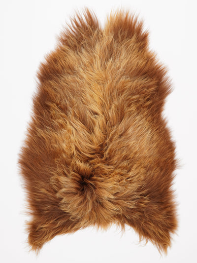 B-luokan Islannin lampaantalja XL