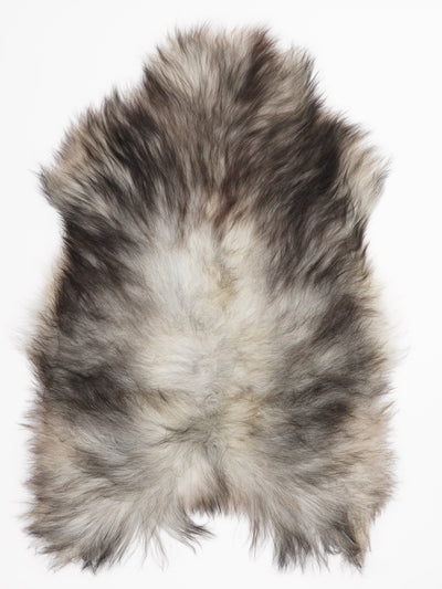 Harmaa islannin lampaantalja L