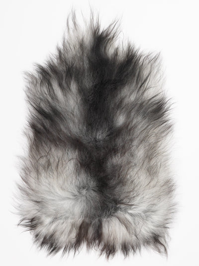 Harmaa islannin lampaantalja M