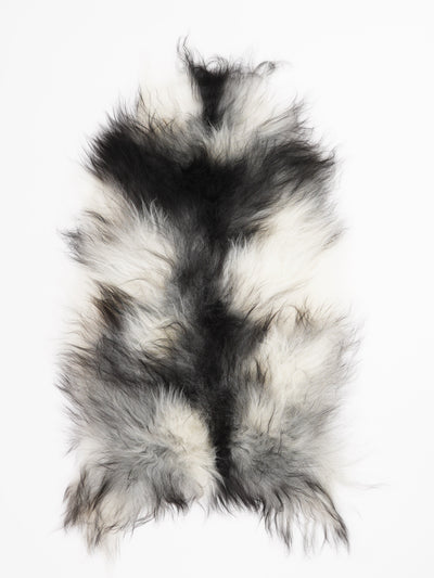 Harmaa islannin lampaantalja L