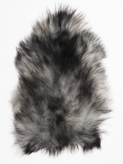 Harmaa islannin lampaantalja L