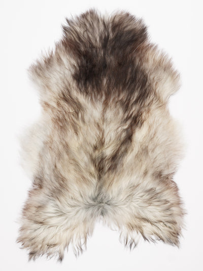 Harmaa islannin lampaantalja L