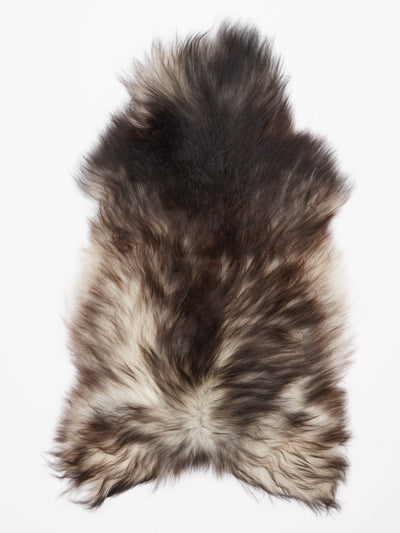 Harmaa islannin lampaantalja L