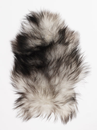 Harmaa islannin lampaantalja S