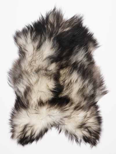 Harmaa islannin lampaantalja L