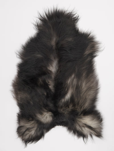 Harmaa islannin lampaantalja L