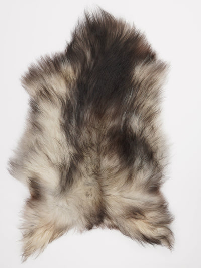 Harmaa islannin lampaantalja L