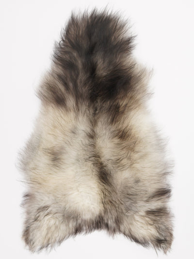 Harmaa islannin lampaantalja L