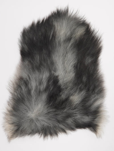 Harmaa islannin lampaantalja L