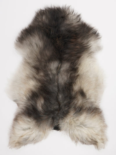 Harmaa islannin lampaantalja L