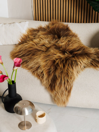 Islannin lampaantalja “Amber”