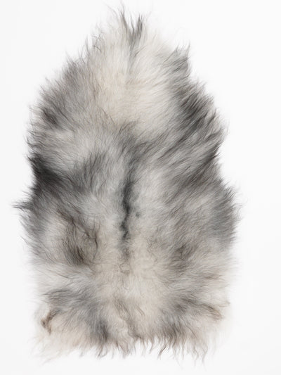 Harmaa islannin lampaantalja M