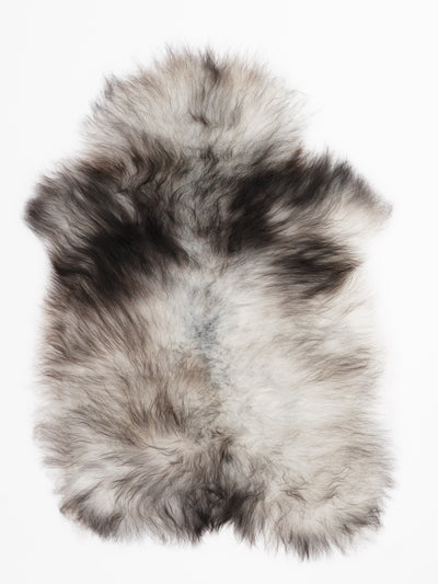 Harmaa islannin lampaantalja M