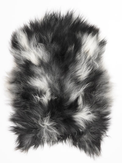 Harmaa islannin lampaantalja M