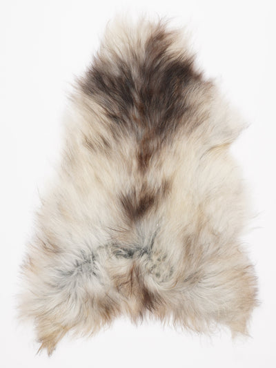 Harmaa islannin lampaantalja L