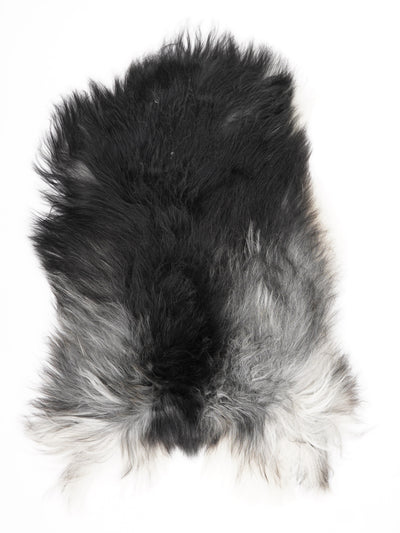 Harmaa islannin lampaantalja M