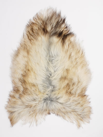 Harmaa islannin lampaantalja L