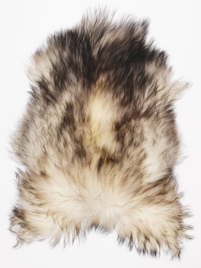 Harmaa islannin lampaantalja L