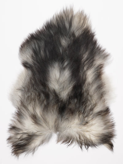 Harmaa islannin lampaantalja L